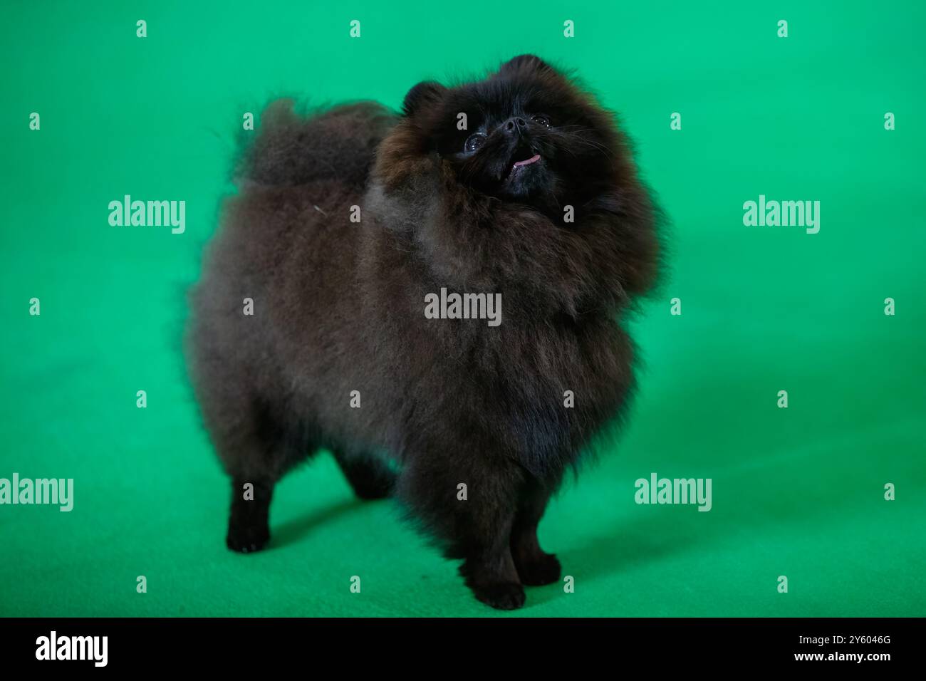 Soffice cane nero Pomerania che guarda verso il proprietario Foto Stock