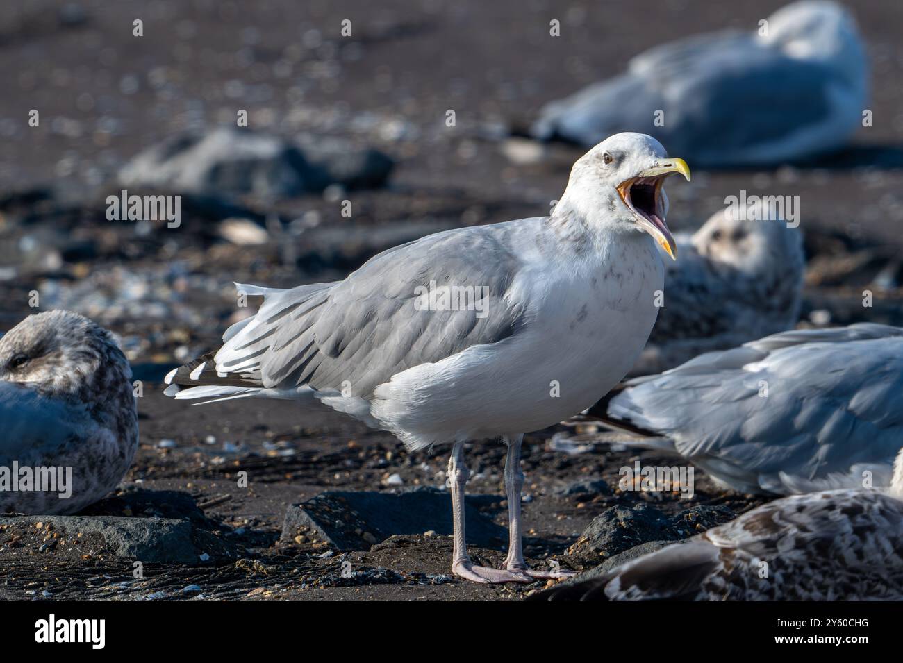 Gabbiano del Caspio (Larus cachinnans) che chiama la colonia di gabbiani lungo la costa del Mare del Nord in tarda estate / autunno Foto Stock