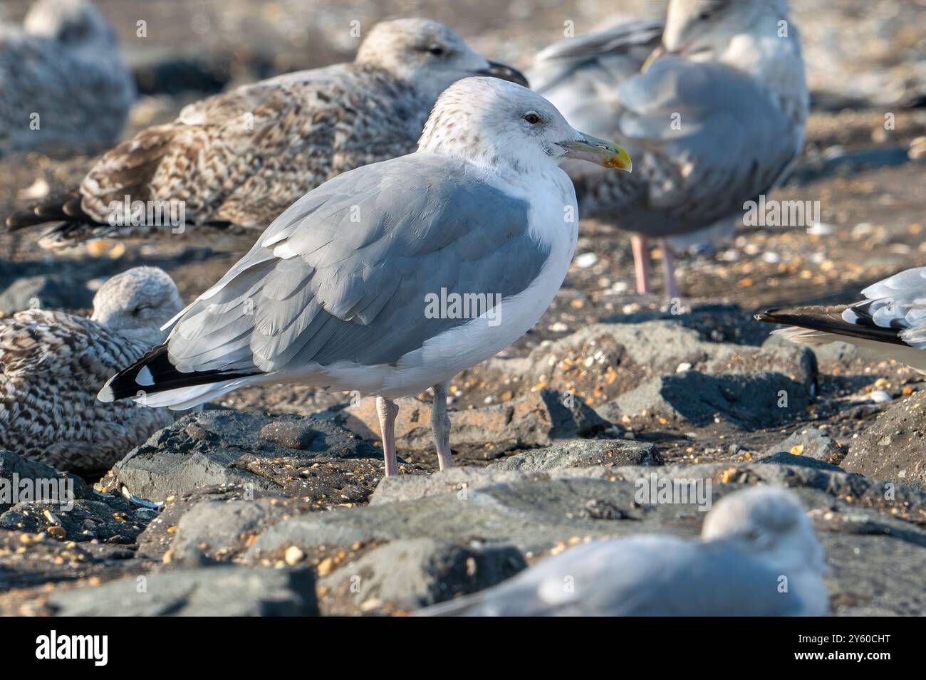 Gabbiano del Caspio (Larus cachinnans) che riposa nella colonia di gabbiani lungo la costa del Mare del Nord in tarda estate / autunno Foto Stock