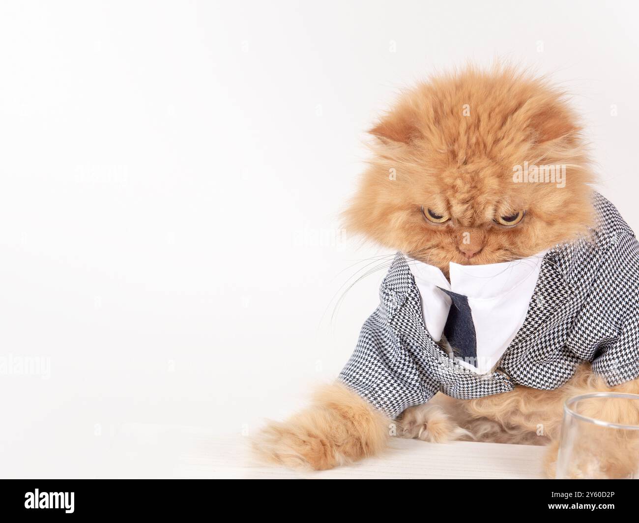 Un gatto persiano dall'aspetto serio, vestito con una tuta formale, si siede a una scrivania, dando l'aspetto di un professionista scontroso ma determinato. Foto Stock