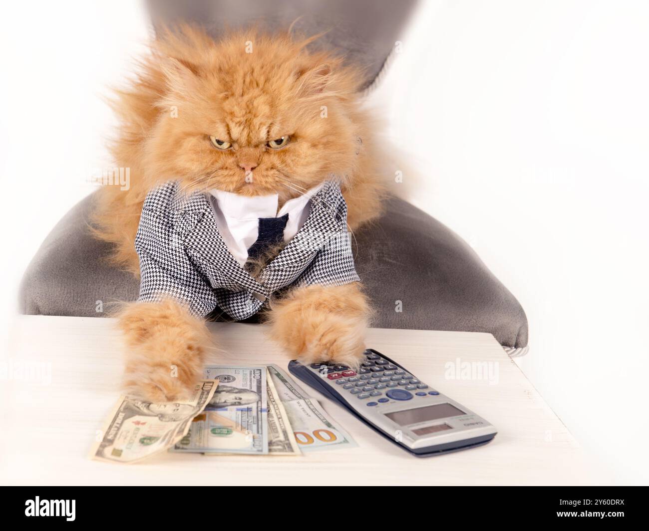 Un gatto persiano dall'aspetto arrabbiato, vestito con una tuta da lavoro formale, siede a una scrivania con un'espressione seria, sembra gestire i soldi e utilizzare una calcolatrice Foto Stock