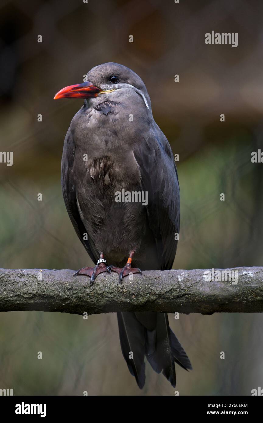 Larosterna inca, alias inca tern. Divertente uccello americano con i baffi. Zoo Zlin Lesna in repubblica Ceca. Foto Stock