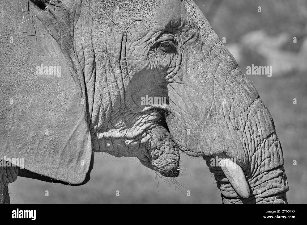 Loxodonta africana, alias elefante cespuglio africano nello ZOO Lesna Zlin in repubblica Ceca. Primo piano verticale della testa. Modifica in bianco e nero. Foto Stock