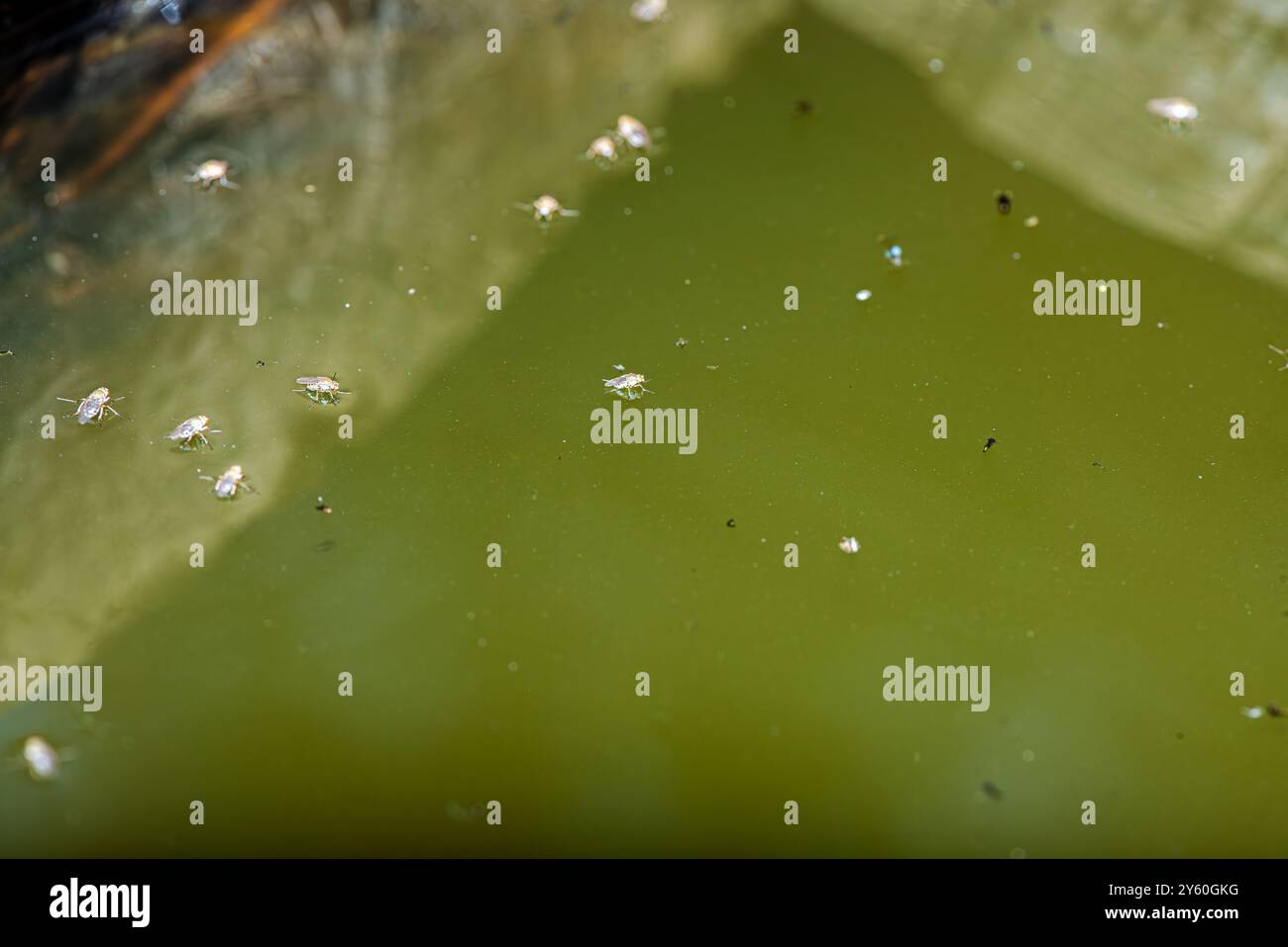 Una foto macro ravvicinata che cattura piccole mosche appoggiate sulla superficie dell'acqua, dimostrando l'effetto affascinante della tensione dell'acqua. Foto Stock