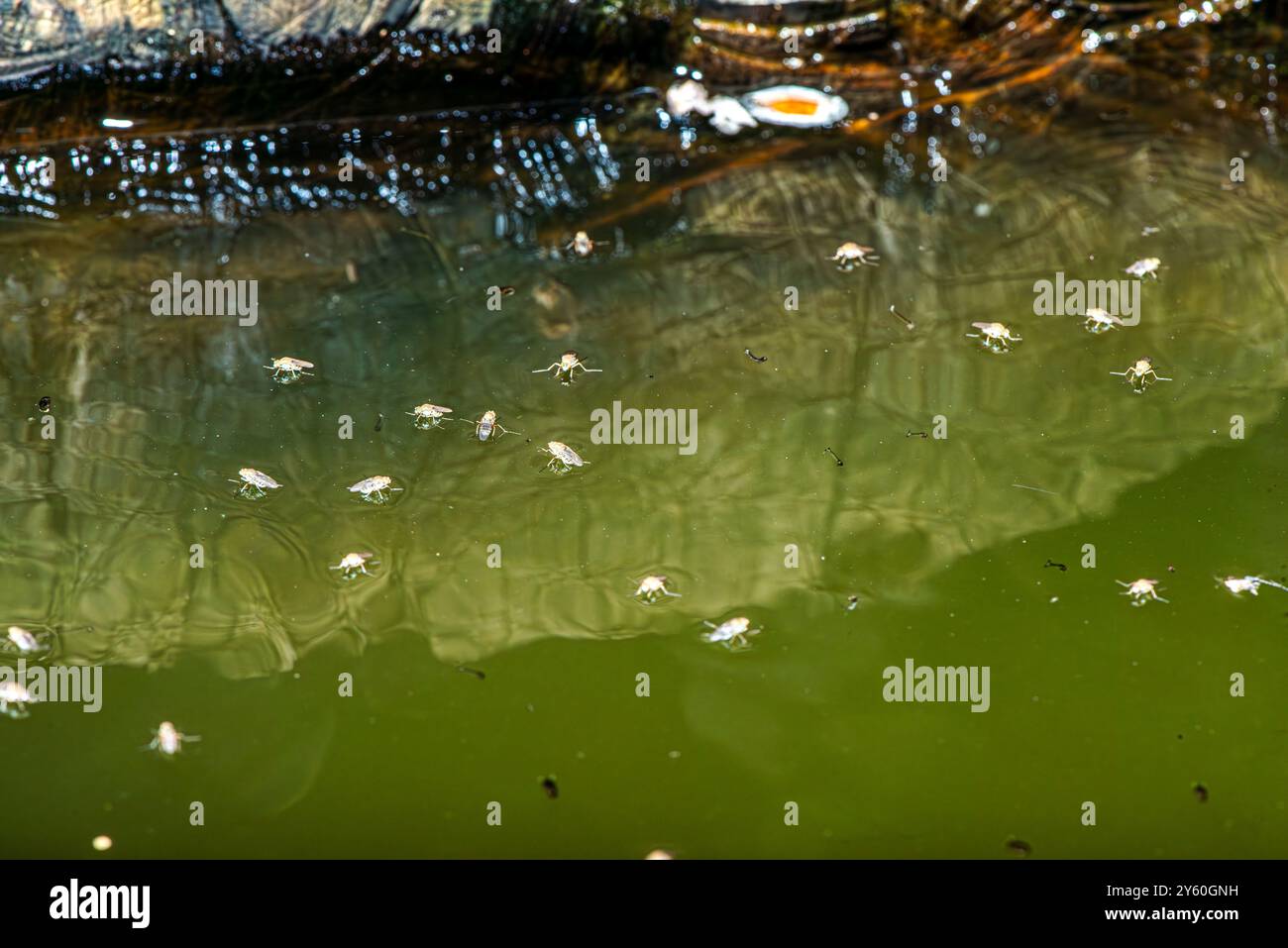 Una foto macro ravvicinata che cattura piccole mosche appoggiate sulla superficie dell'acqua, dimostrando l'effetto affascinante della tensione dell'acqua. Foto Stock