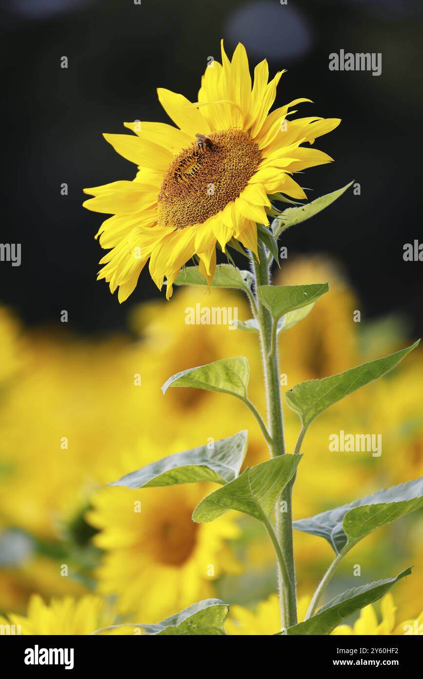 Fiori di girasole (Helianthus annuus) in un campo di girasole, Schleswig-Holstein, Germania, Europa Foto Stock