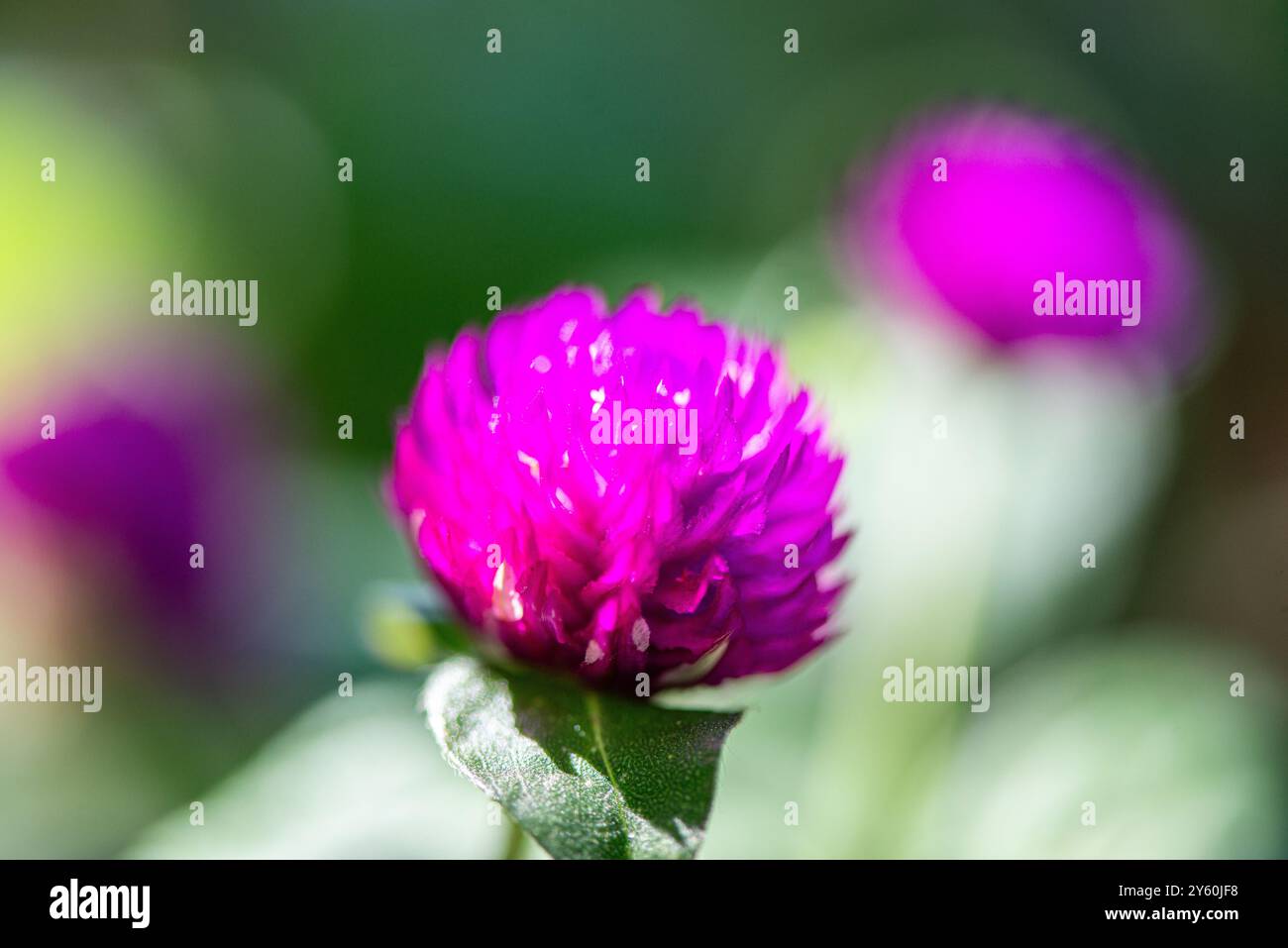 Una foto macro dettagliata di Gomphrena globosa, o amaranto globo, che mette in risalto i suoi vivaci petali di fiori viola e le texture intricate. Foto Stock