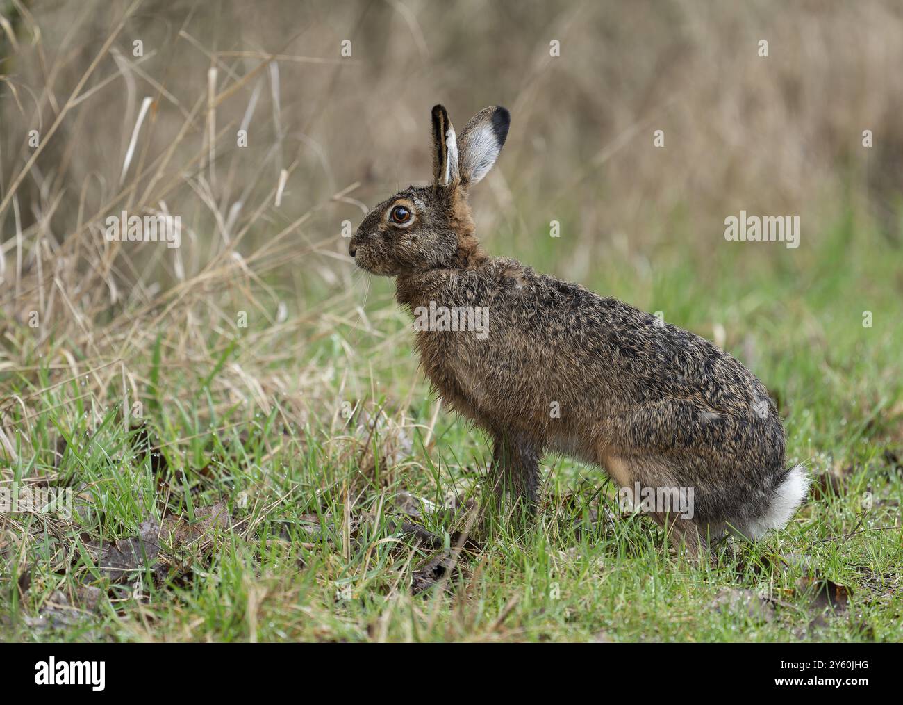 Lepre europea (Lepus europaeus) seduta su un prato boschivo, fauna selvatica, Turingia, Germania, Europa Foto Stock