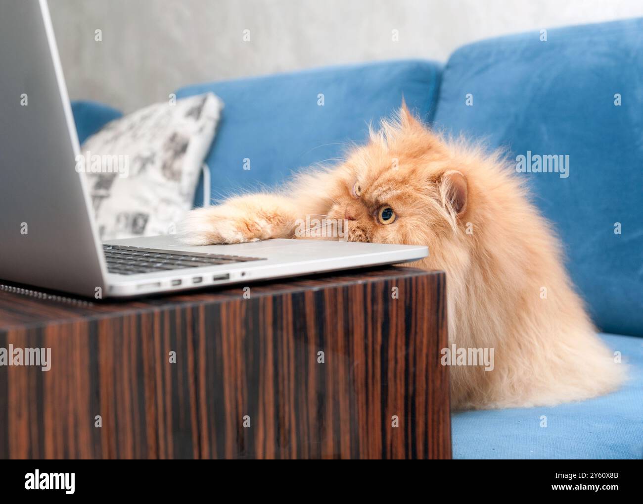 Un gatto persiano arancione soffice si concentra intensamente sullo schermo di un laptop mentre si rilassa su un divano, apparentemente impegnato in alcuni importanti lavori online. Foto Stock