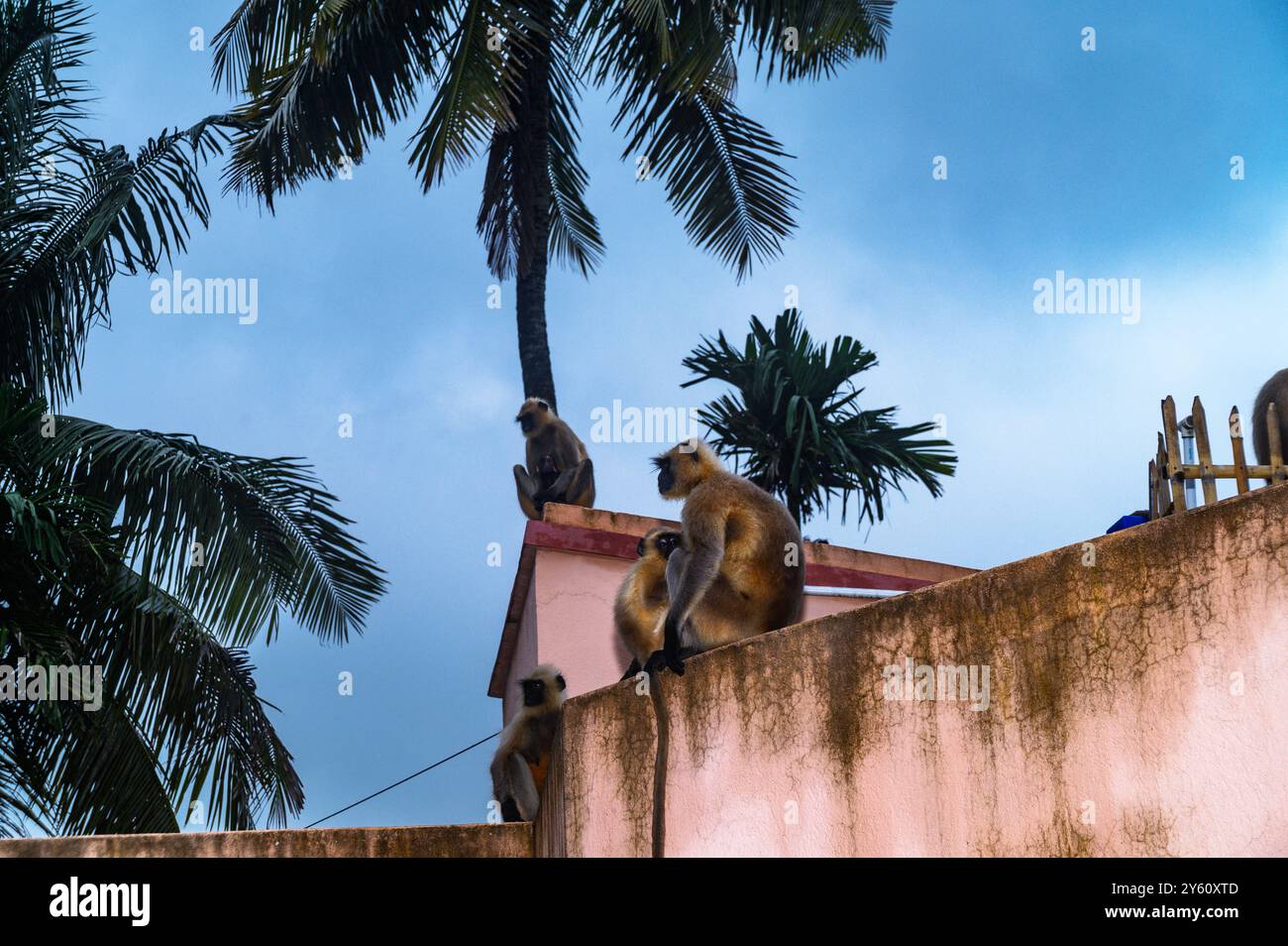 Il cielo notturno mostra venti tempestosi con spesse nuvole nere. Nelle pianure settentrionali il langur grigio (Semnopithecus entellus), noto anche come il langur sacro, il langur sacro del Bengala e la scimmia Hanuman sono seduti sul tetto di una casa con i loro bambini sotto la pioggia diffusa. Tehatta, Bengala Occidentale, India. Foto Stock