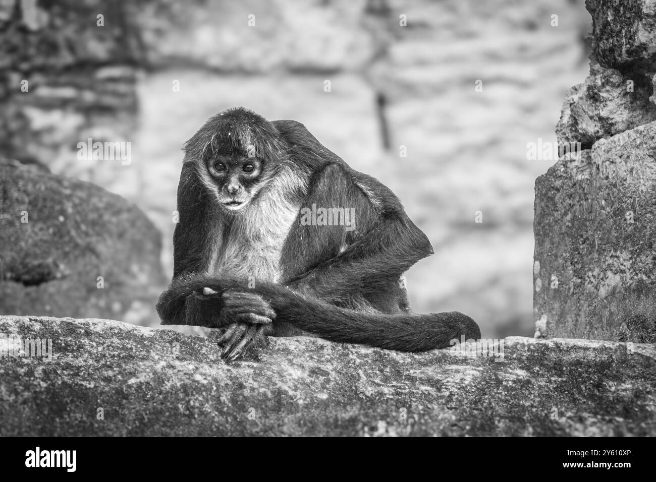 Un primo piano di una scimmia scoiattolo nel Parco Nazionale di Tikal, Guatemala, America centrale Foto Stock