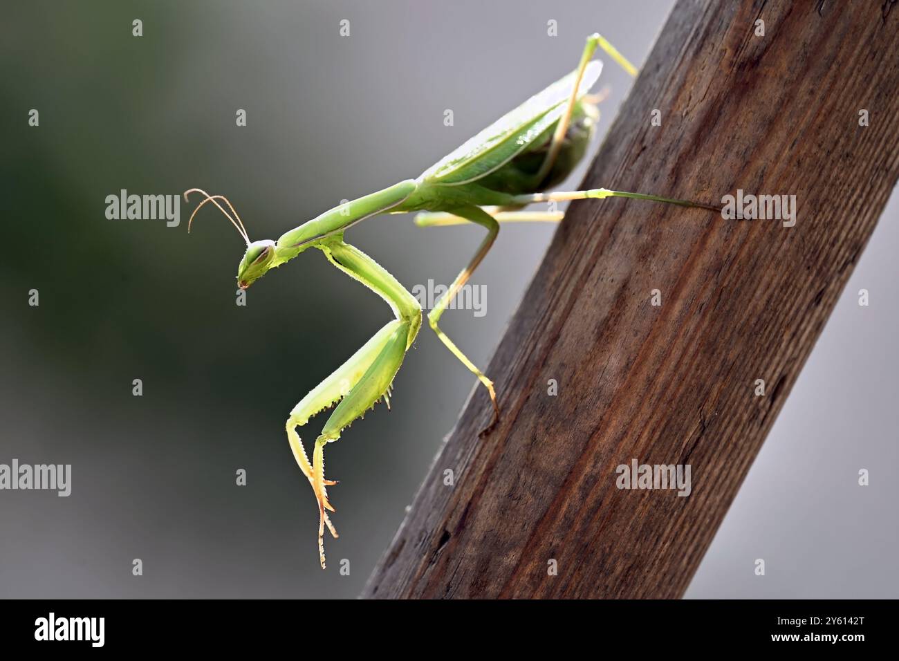 manti verdi europei che pregano scendendo su un bastone di legno Foto Stock