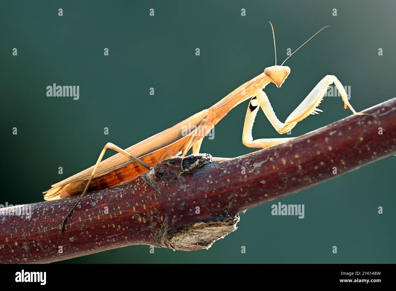 Foto macro di una mantide in preghiera appollaiata su un ramo, che mostra la sua struttura corporea unica e il suo habitat naturale. Foto Stock