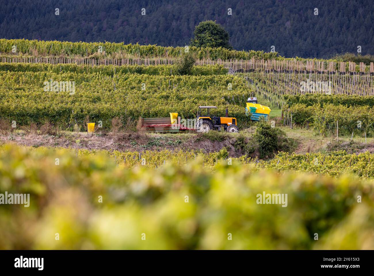 Nei vigneti di Husseren-les-Châteaux, villaggio nella regione culturale dell'Alsazia e sulla strada del vino dell'Alsazia, Haut-Rhin, Grand Est, Francia, Europa Foto Stock