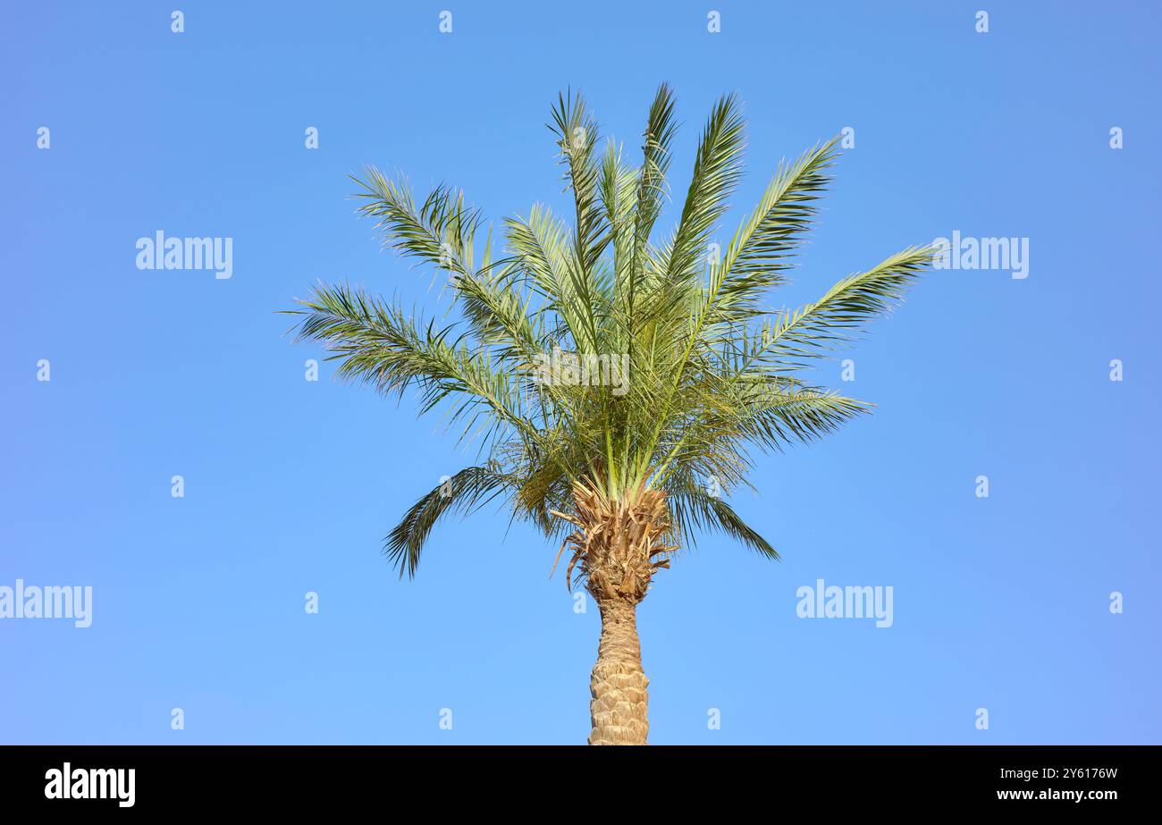 Palma da dattero contro un cielo blu. Foto Stock