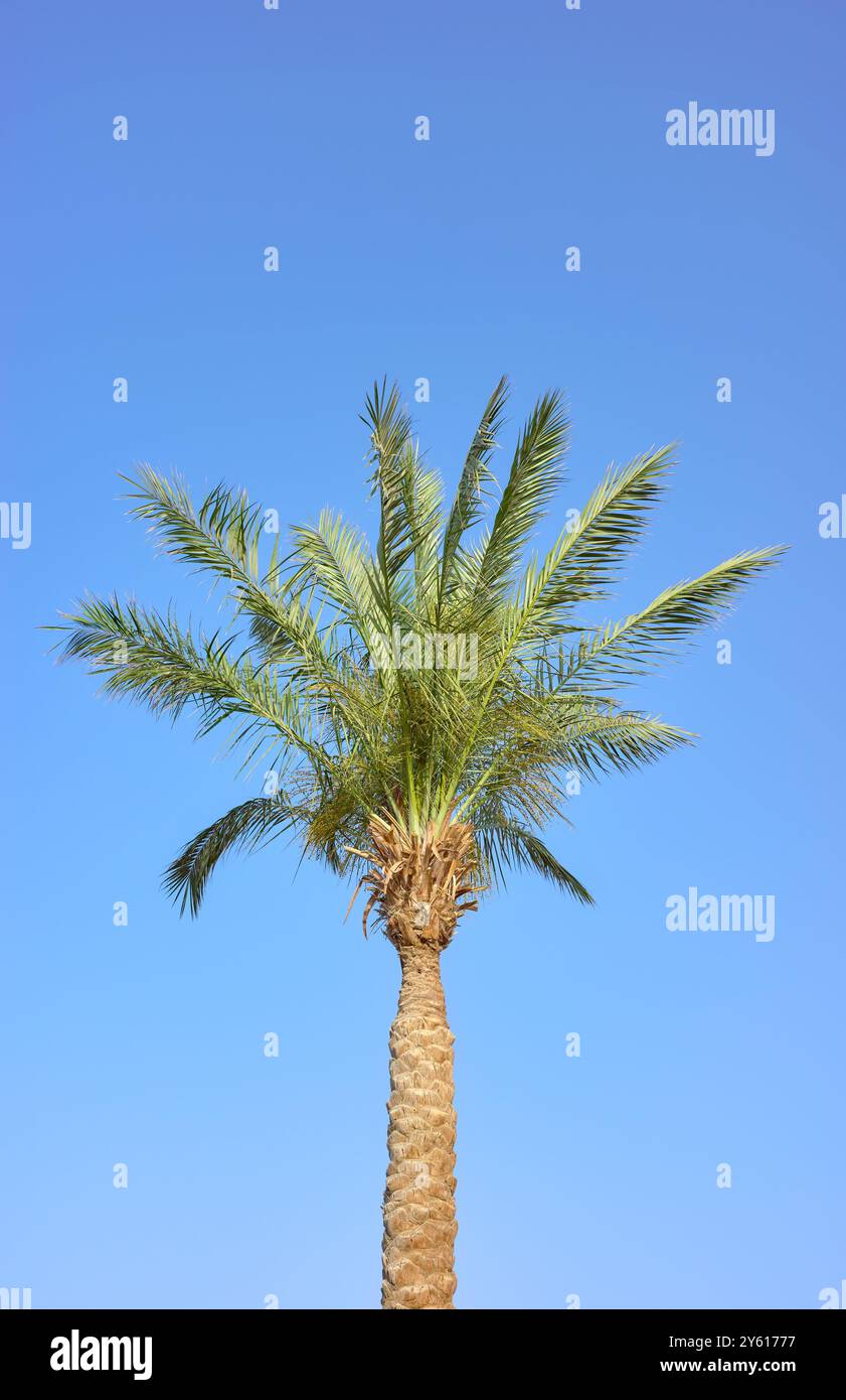 Palma da dattero contro un cielo blu. Foto Stock