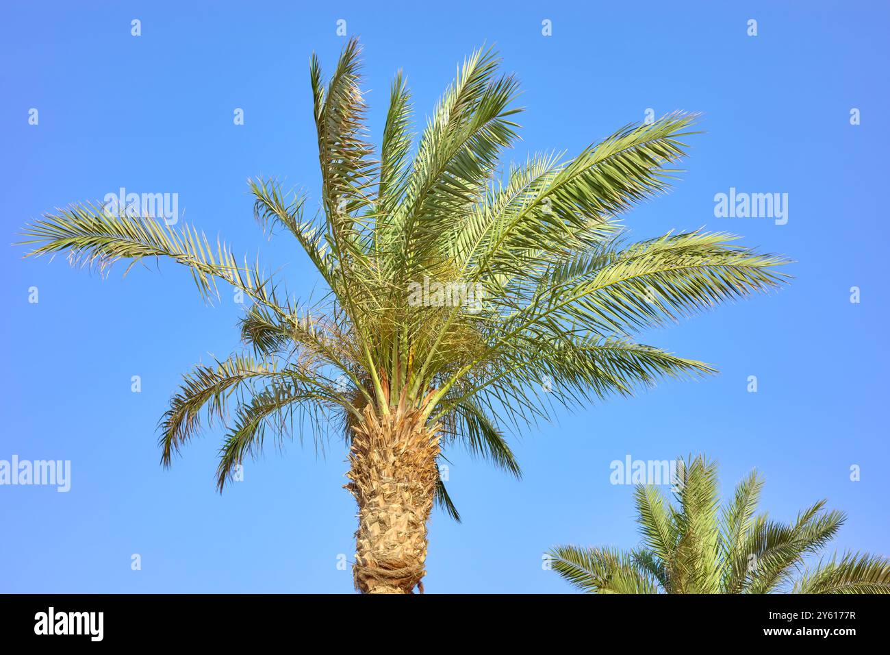Palma da dattero contro un cielo blu. Foto Stock
