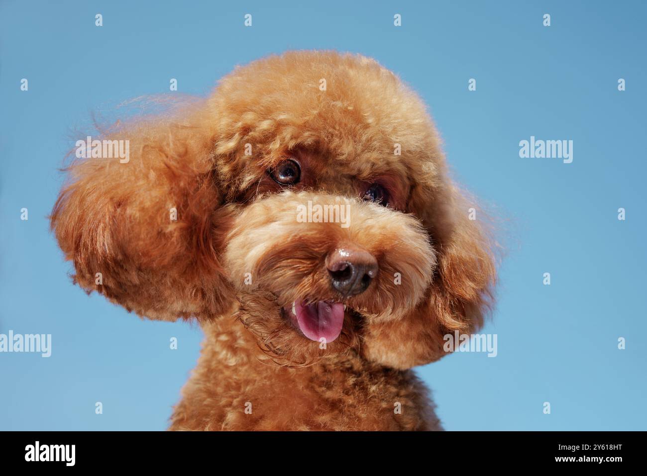 Insolito angolo di un cane Maltipoo contro un primo piano del cielo blu, ritratto di un cane curioso, sparato dal basso, Foto Stock
