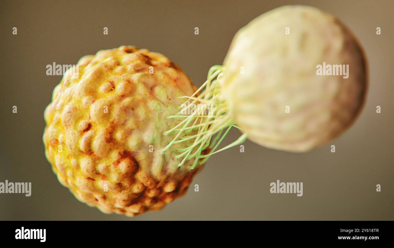 Rendering 3D di una cellula T che attacca una cellula tumorale Foto Stock