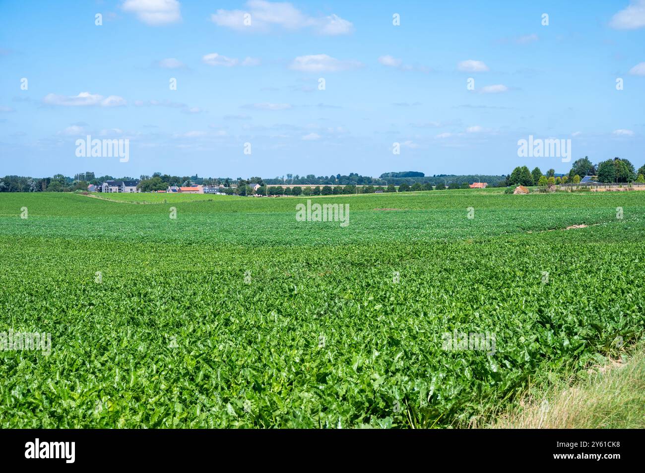 Campi di barbabietole da zucchero nella campagna vallona intorno a Crisnée, Vallonia, Belgio Foto Stock