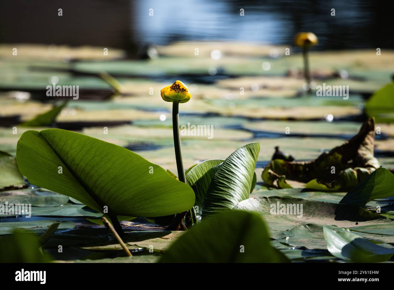 ninfee sulla superficie di uno stagno, acqua calma, riflessi nell'acqua, richiamo alla meditazione Foto Stock