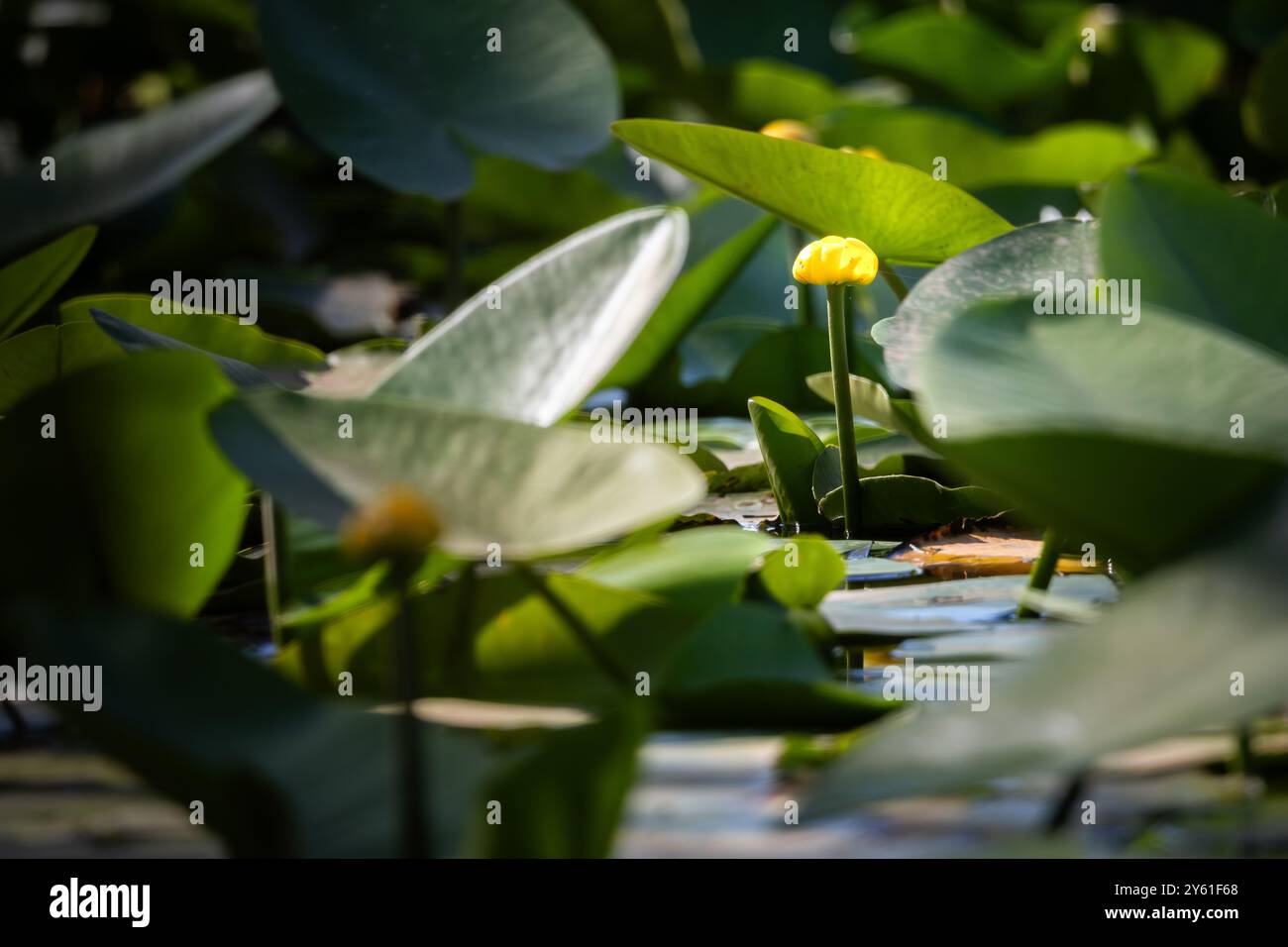 ninfee sulla superficie di uno stagno, acqua calma, riflessi nell'acqua, richiamo alla meditazione Foto Stock