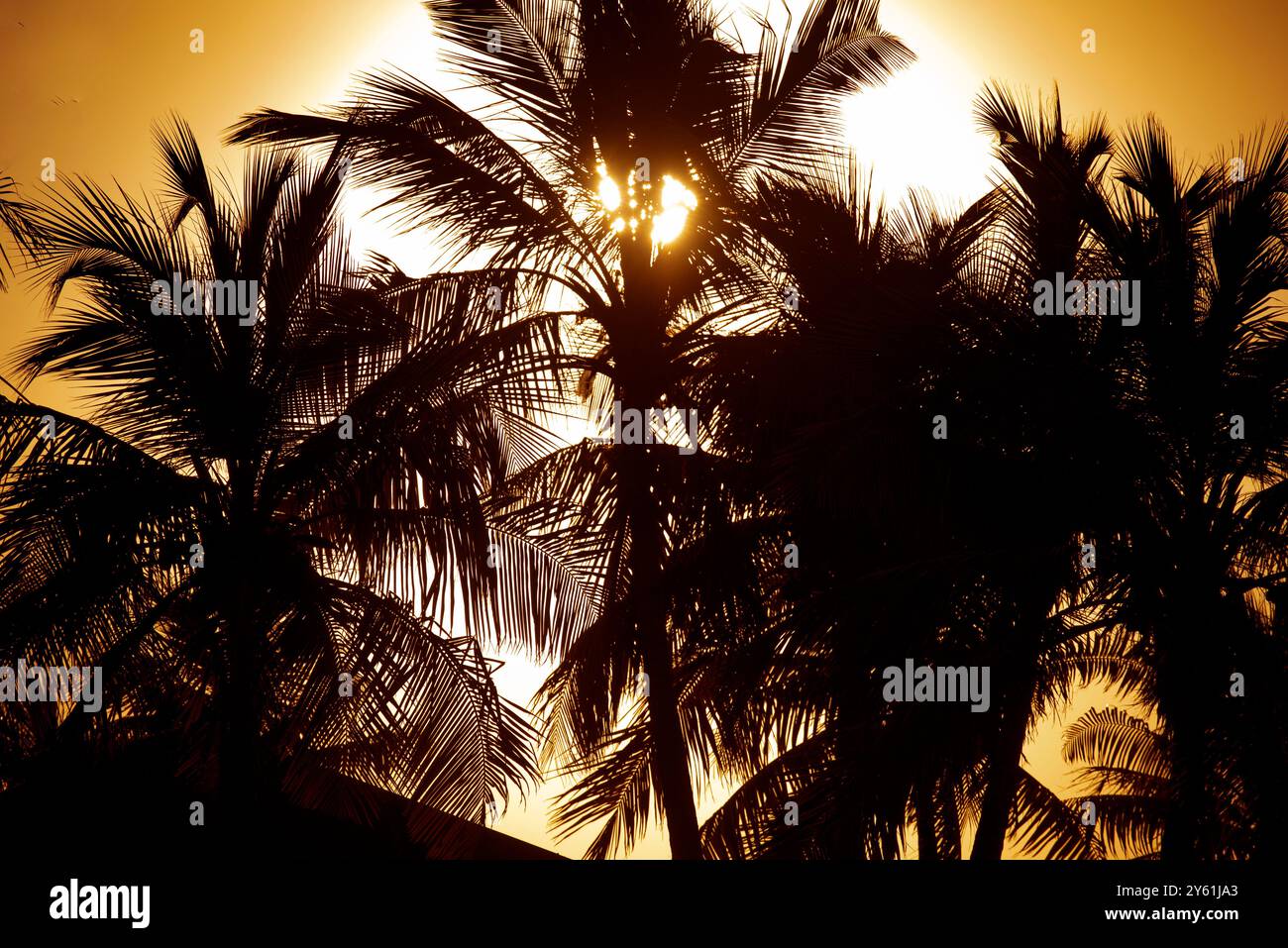 Silhoueted Palm Trees, Marathon Key, Florida Keys, Florida, Stati Uniti Foto Stock