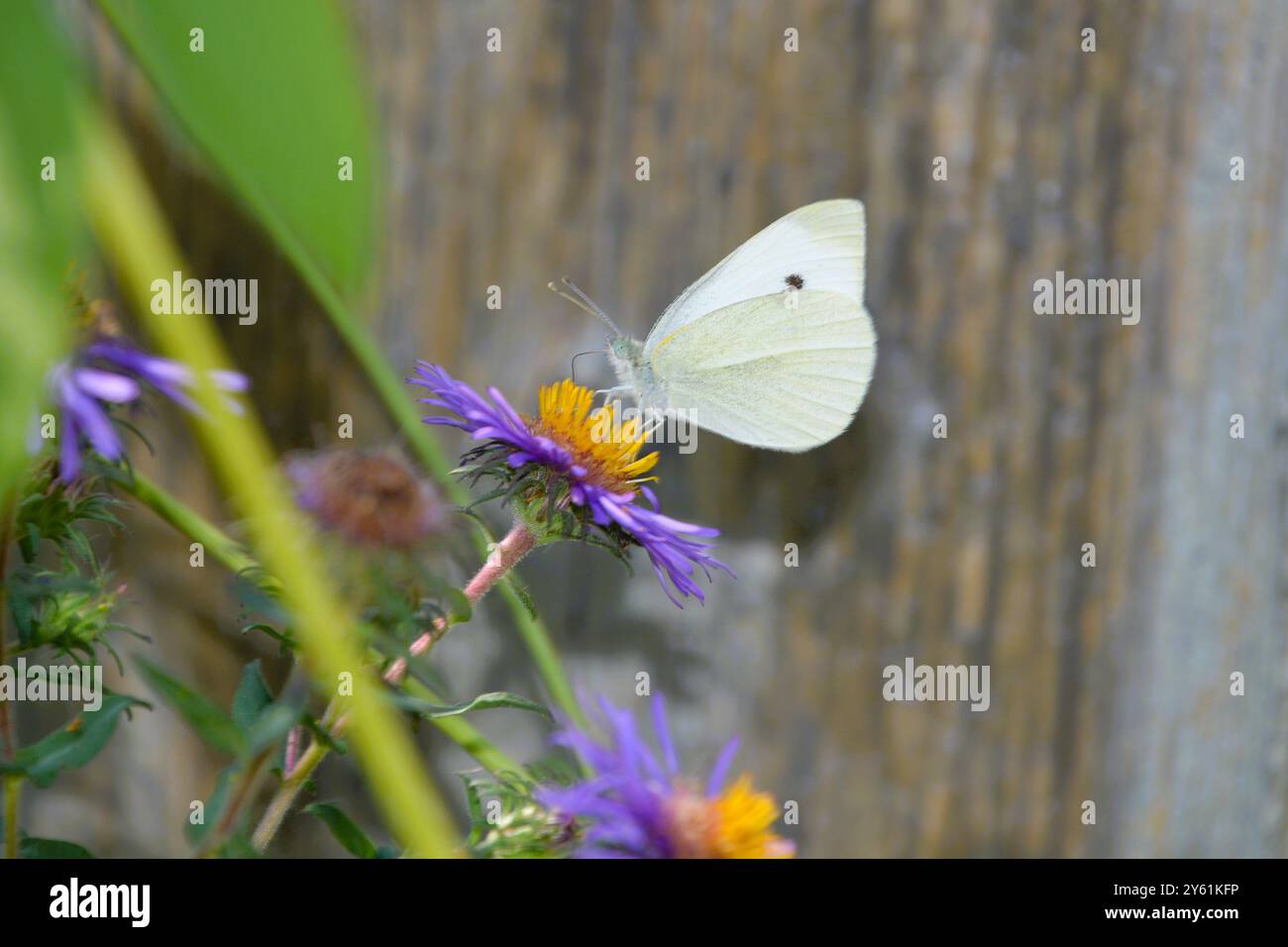 Una farfalla bianca di cavolo (Pieris Rapae) si appoggia su un Aster viola del New England in un giardino nell'Ontario meridionale in una calda giornata estiva. Foto Stock