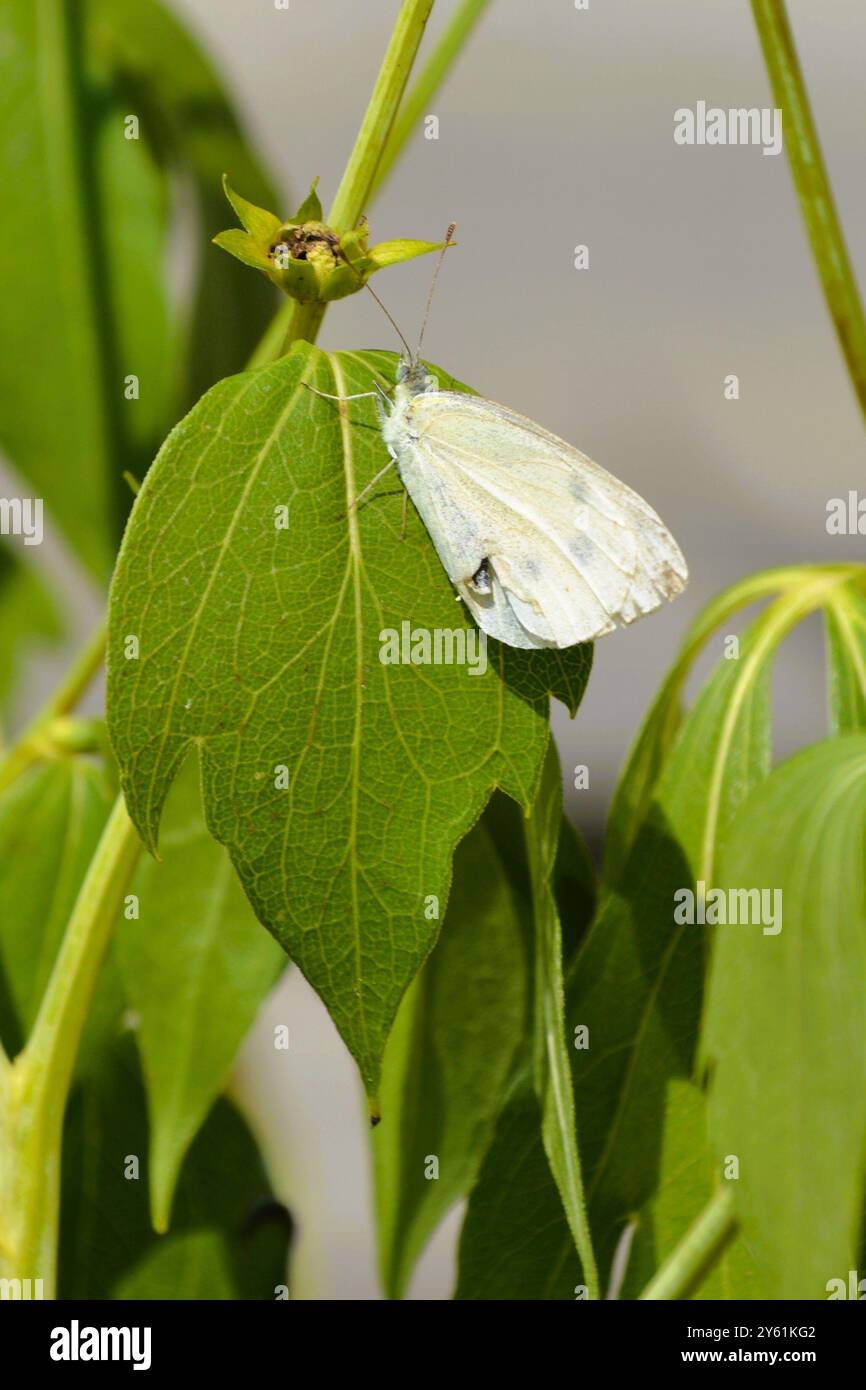 Una farfalla bianca di cavolo (Pieris Rapae) poggia su un'ampia foglia verde in un giardino nell'Ontario meridionale in una calda giornata estiva. Foto Stock