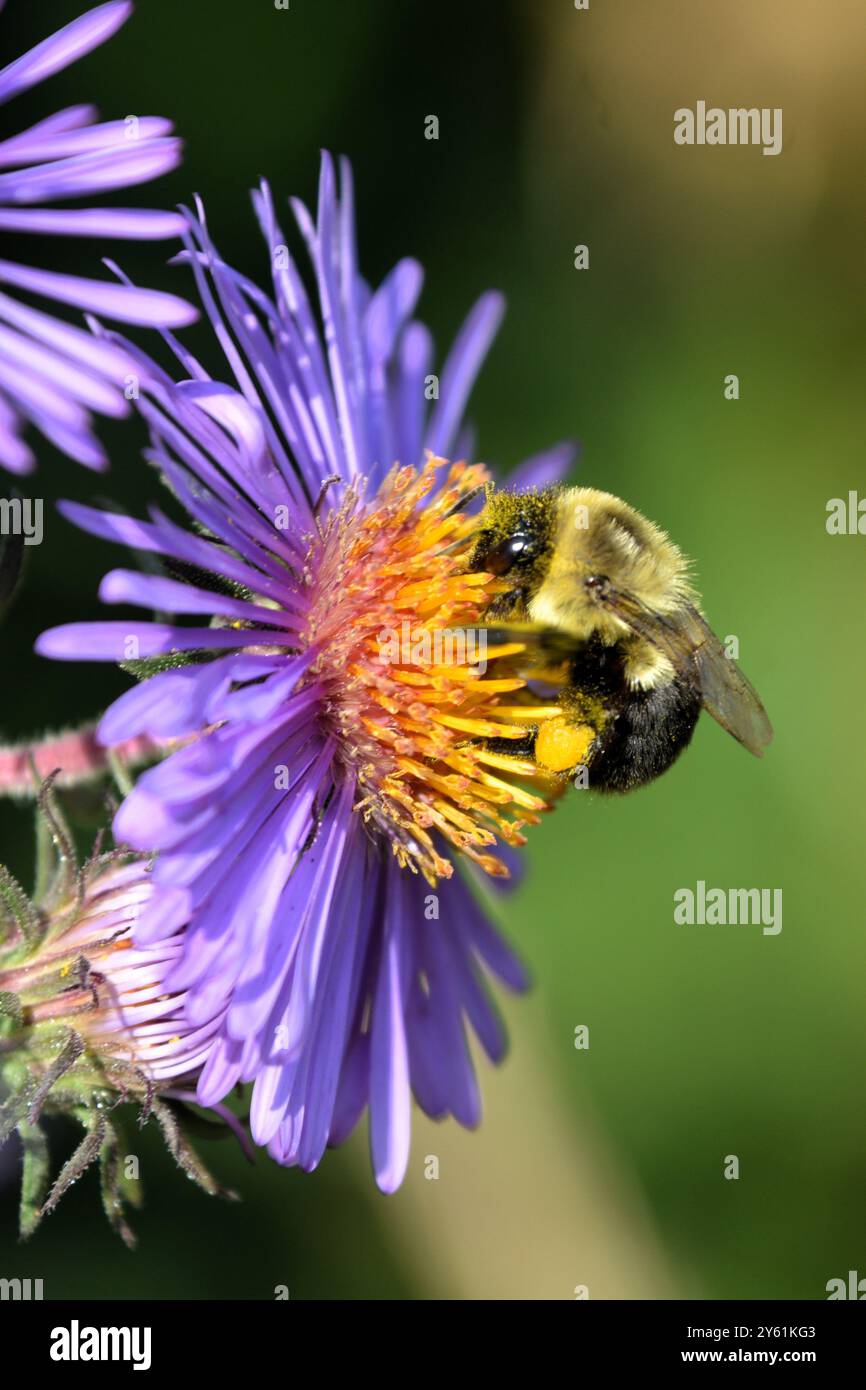 Un bumblebee raccoglie il nettare e diffonde il polline da una pianta viola del New England Aster mentre si muove attraverso un giardino nell'Ontario meridionale. Foto Stock