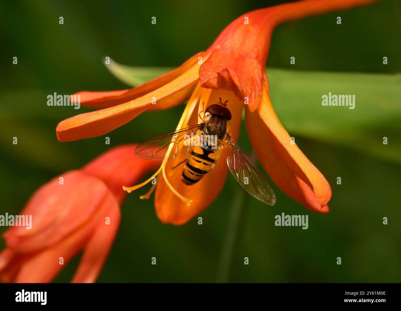 Marmellata hoverfly, Episyrphus Balteatus, sul fiore della Crocosmia. Collinswoodimages. Foto Stock