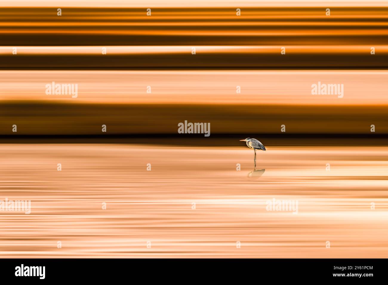 Uccello nelle paludi salate, visione artistica di un fenicottero o di un'egretta durante un tramonto alle paludi salate di Hyères vicino al mare Foto Stock