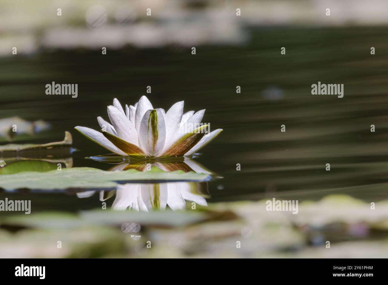 ninfee sulla superficie di uno stagno, acqua calma, riflessi nell'acqua, richiamo alla meditazione Foto Stock