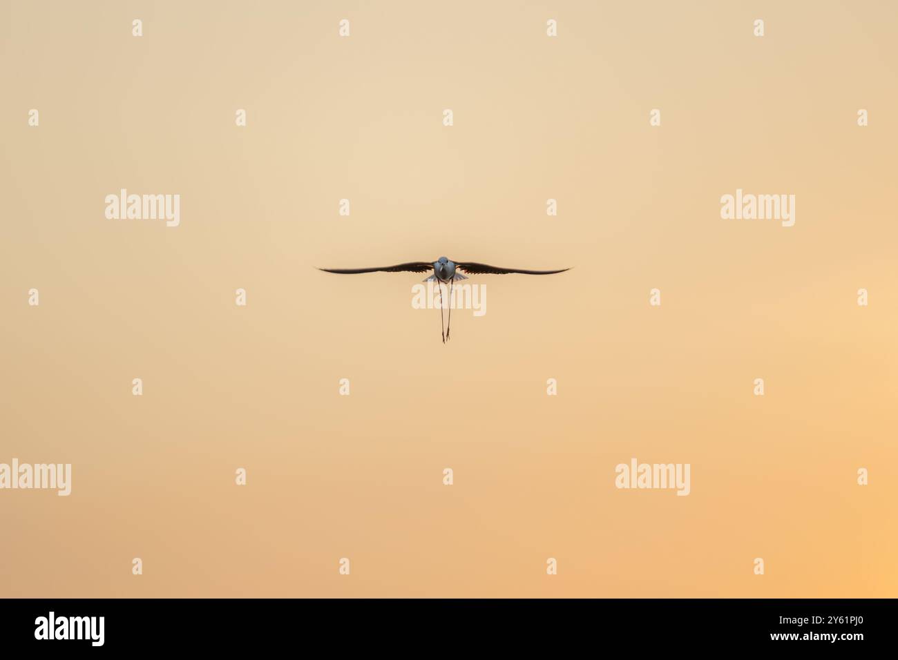 Fotografia di un'egretta in volo durante un tramonto alle paludi di sale dell'Almanarre nel Var in Francia Foto Stock