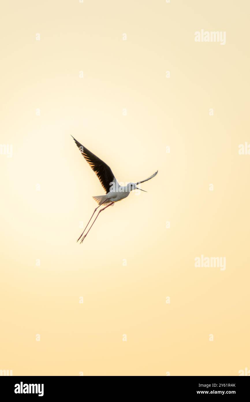 Fotografia di un'egretta in volo durante un tramonto alle paludi di sale dell'Almanarre nel Var in Francia Foto Stock