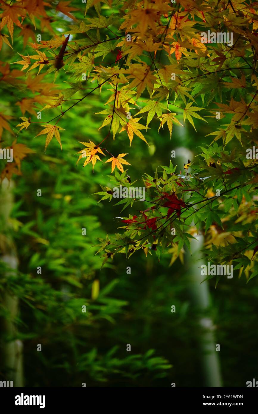 Le foglie d'acero iniziano a cambiare colore in autunno Foto Stock