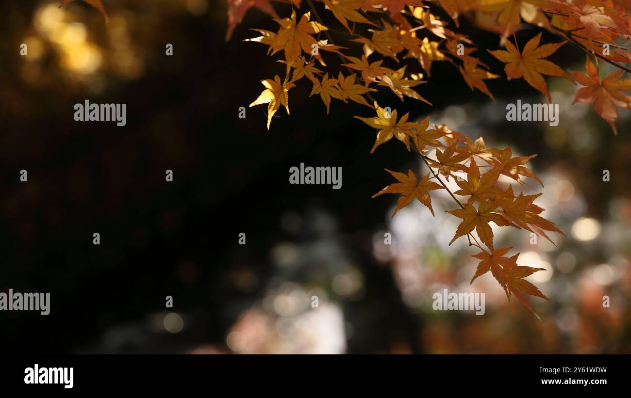 Le foglie d'acero iniziano a cambiare colore in autunno Foto Stock