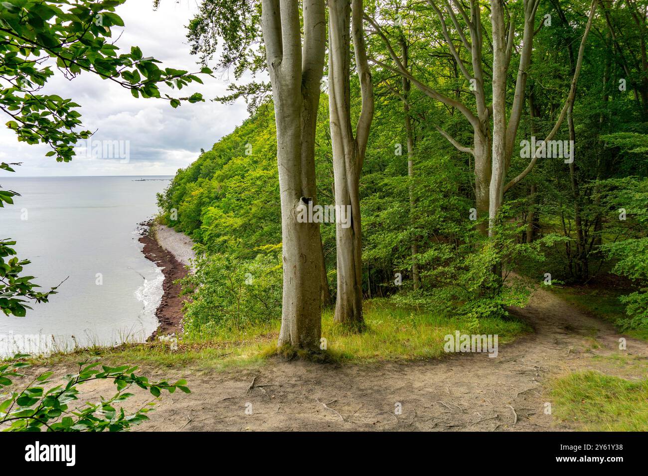 L'Hochuferwanderweg da Baabe via Sellin a Binz, attraverso una fitta foresta di faggi, lungo le scogliere, con molte vedute sul Mar Baltico, qui la sezione Foto Stock