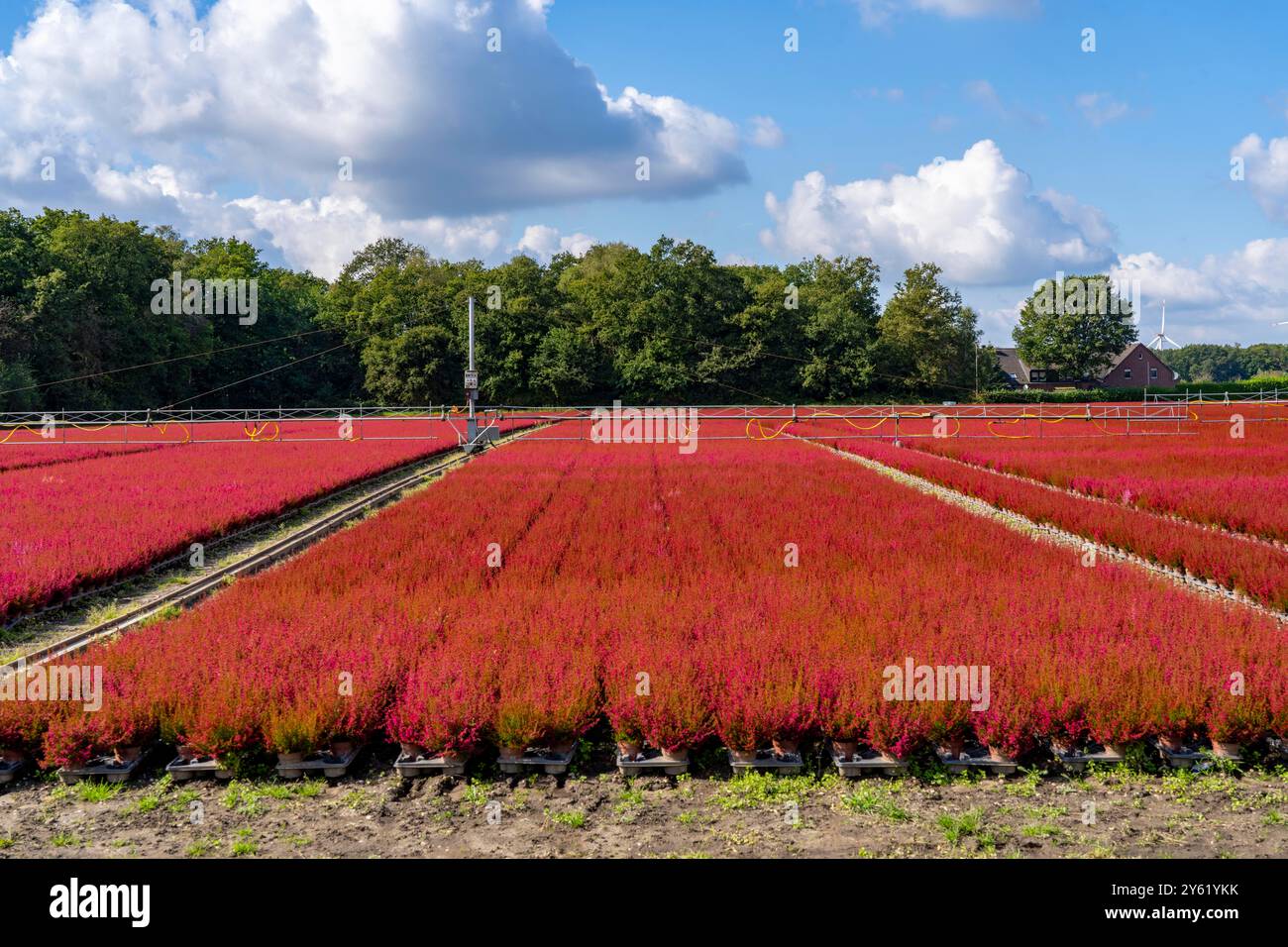 Area all'aperto di un'azienda di orticoltura, piante autunnali, piante di erica, campana di erica, vicino a Kevelaer, NRW, Germania Foto Stock