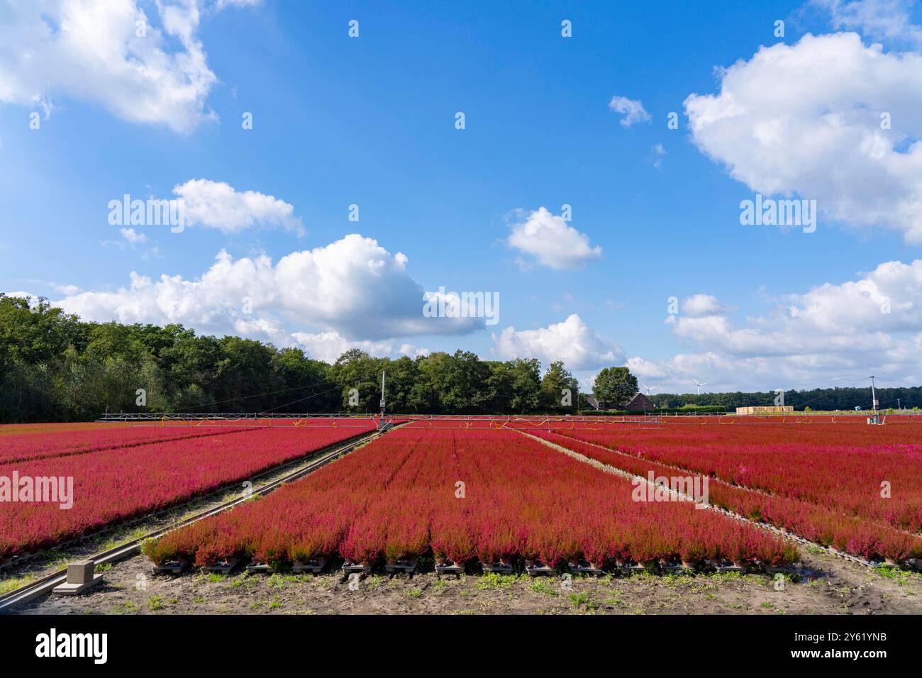 Area all'aperto di un'azienda di orticoltura, piante autunnali, piante di erica, campana di erica, vicino a Kevelaer, NRW, Germania Foto Stock