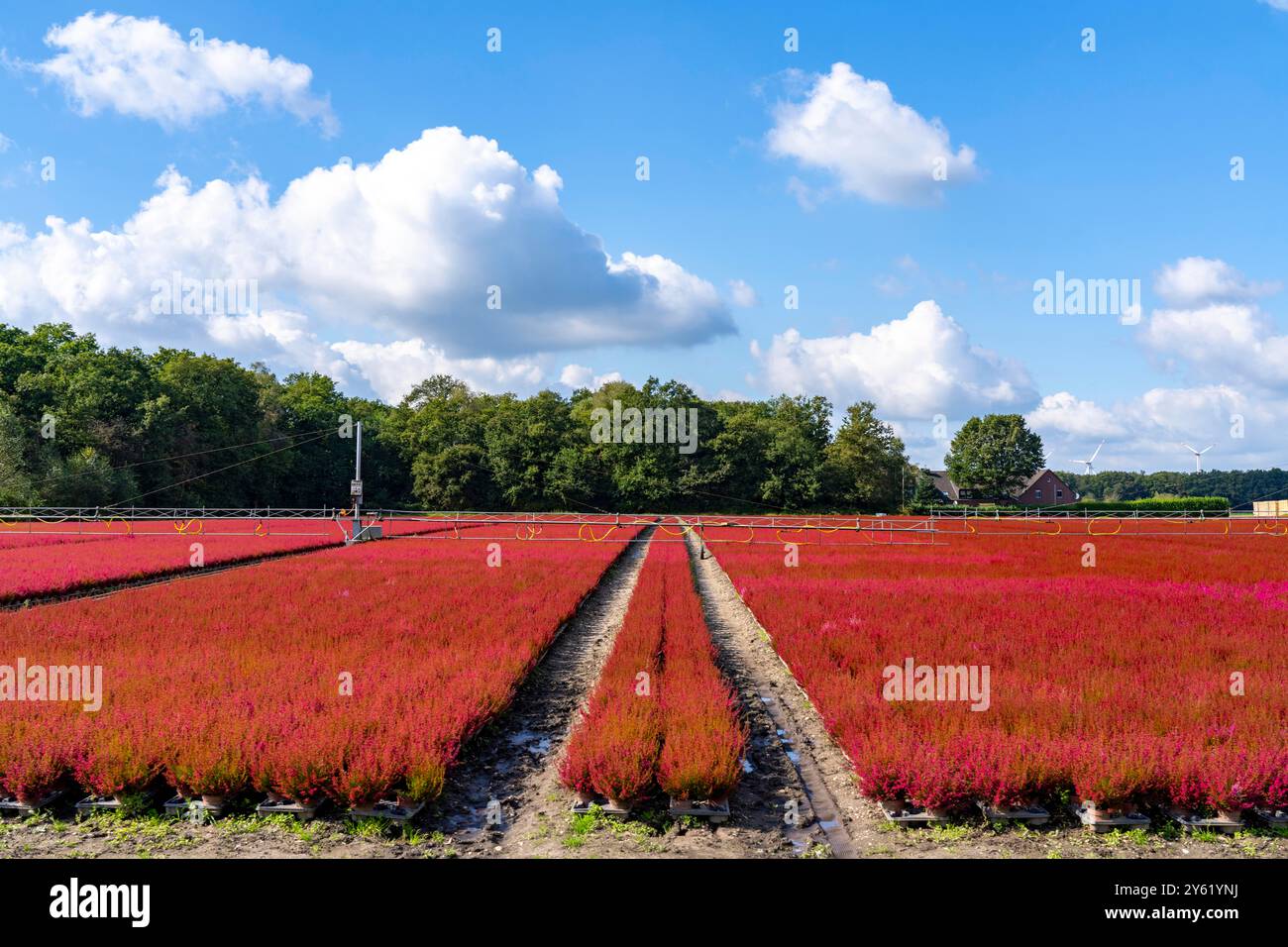 Area all'aperto di un'azienda di orticoltura, piante autunnali, piante di erica, campana di erica, vicino a Kevelaer, NRW, Germania Foto Stock