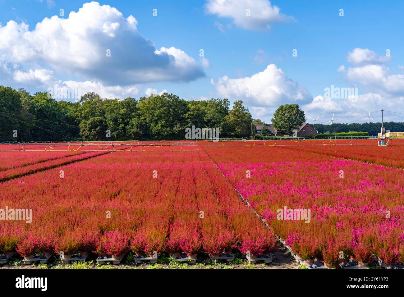 Area all'aperto di un'azienda di orticoltura, piante autunnali, piante di erica, campana di erica, vicino a Kevelaer, NRW, Germania Foto Stock