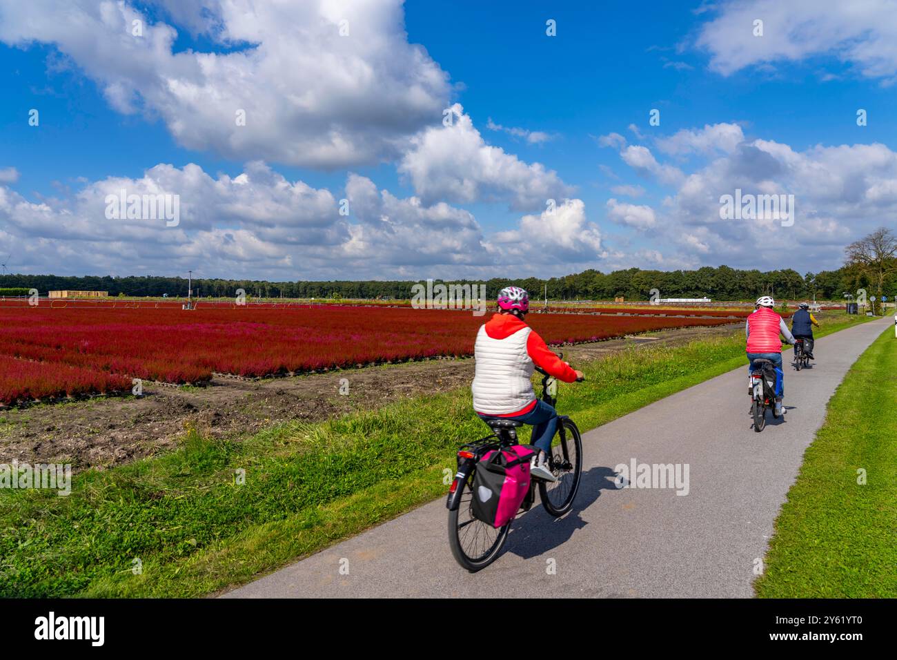 Area all'aperto di un'azienda di orticoltura, piante autunnali, piante di erica, campana di erica, vicino a Kevelaer, NRW, Germania Foto Stock