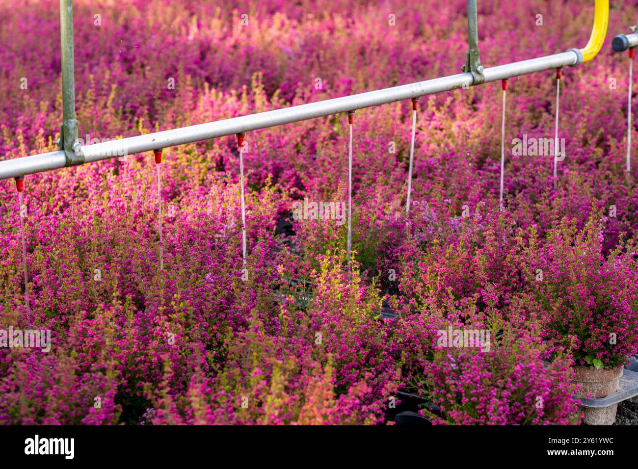 Irrigazione automatica su un'area esterna di un'azienda orticola, piante autunnali, piante di erica, erica campana, vicino a Kevelaer, NRW, Germania Foto Stock