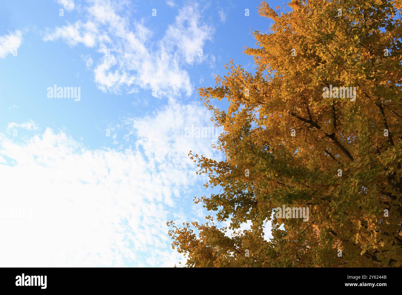 Cielo blu e foglie autunnali di ginkgo Foto Stock