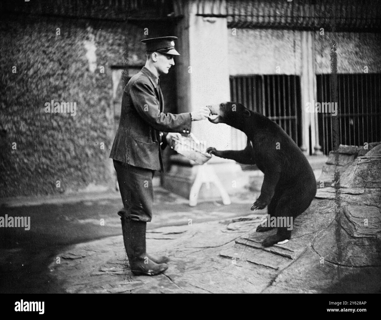 Brenda, l'orso malese dello zoo di Londra, si nutre di una scatola in stile familiare, con l'aiuto del Custode Giddings. Entrambi sono ex-Royal Navy 'tipi'. Il signor Giddings è stato uno dei principali Stoker durante la guerra, e Brenda ha guadagnato molto di più di un "orso” da vivere quando era la mascotte di H.M.S Manxman dal maggio 1947 al gennaio 1948, quando è stata atterrata "con borsa e amaca” e Chatham. 11 gennaio 1948 Foto Stock