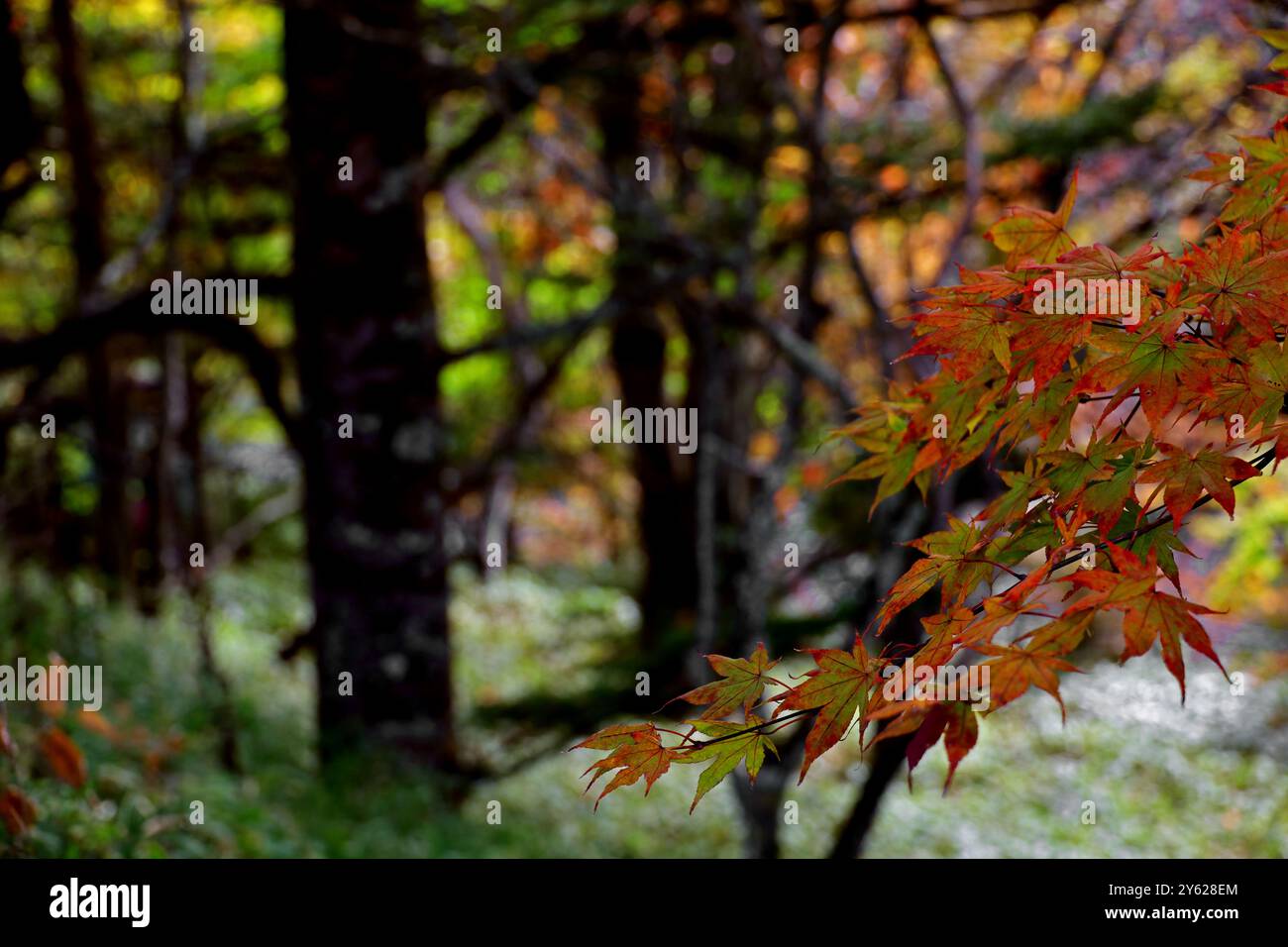 Le foglie d'acero iniziano a cambiare colore in autunno Foto Stock