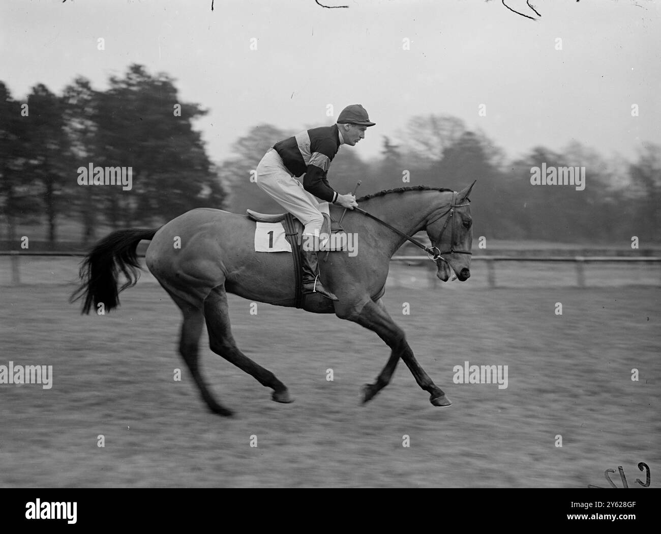 Jockey Danny Moore sembra fermamente seduto su "Revelry", il più forte sfidante d'Irlanda per il Grand National di quest'anno, mentre si recano sul campo di Lingfield. Il vincitore del premio Irish Grand National 'Revelry' è di proprietà del signor Clark, ed è stato fermamente favorito per l'evento Aintree di marzo. 17 gennaio 1948 Foto Stock