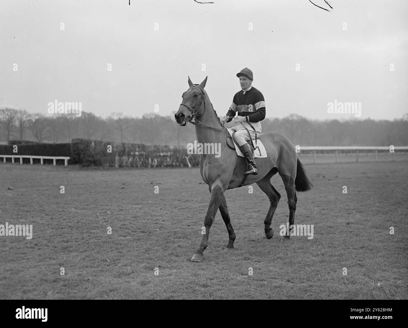 Jockey Danny Moore sembra fermamente seduto su "Revelry", il più forte sfidante d'Irlanda per il Grand National di quest'anno, mentre si recano sul campo di Lingfield. Il vincitore del premio Irish Grand National 'Revelry' è di proprietà del signor Clark, ed è stato fermamente favorito per l'evento Aintree di marzo. 17 gennaio 1948 Foto Stock