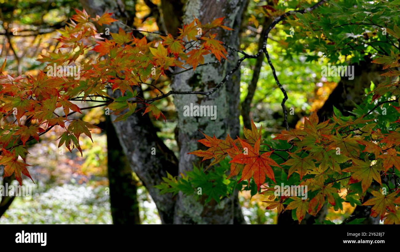 Le foglie d'acero iniziano a cambiare colore in autunno Foto Stock